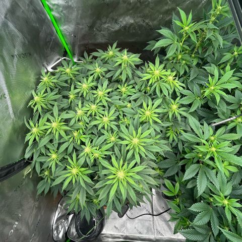 Orange Cream Pop  growlog timeline photo