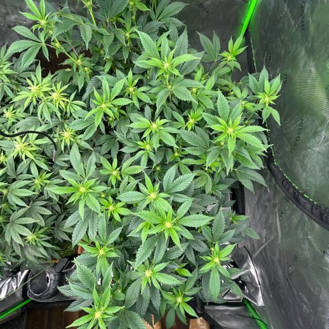 Orange Cream Pop  growlog timeline photo