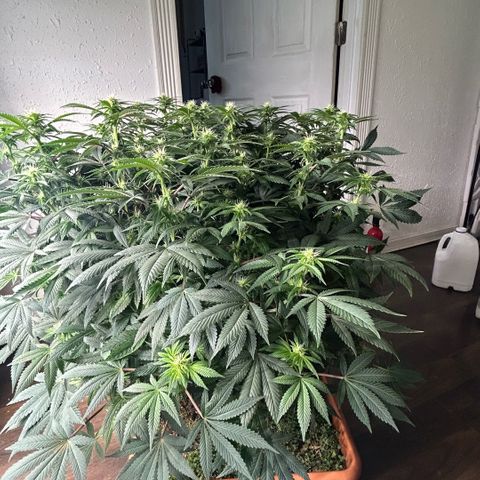 Orange Cream Pop  growlog timeline photo
