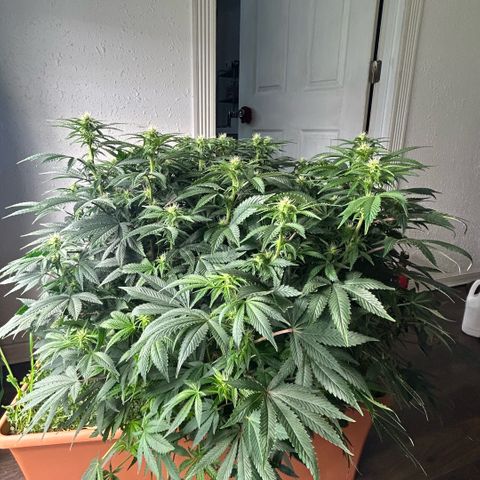Orange Cream Pop  growlog timeline photo
