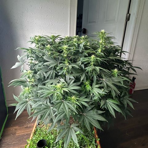 Orange Cream Pop  growlog timeline photo