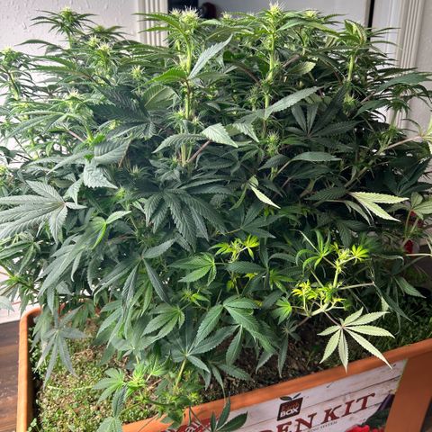 Orange Cream Pop  growlog timeline photo
