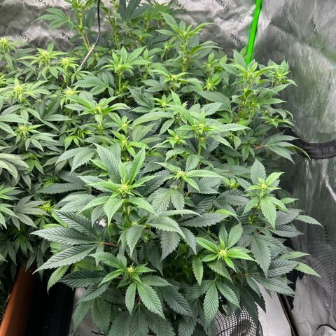 Orange Cream Pop  growlog timeline photo