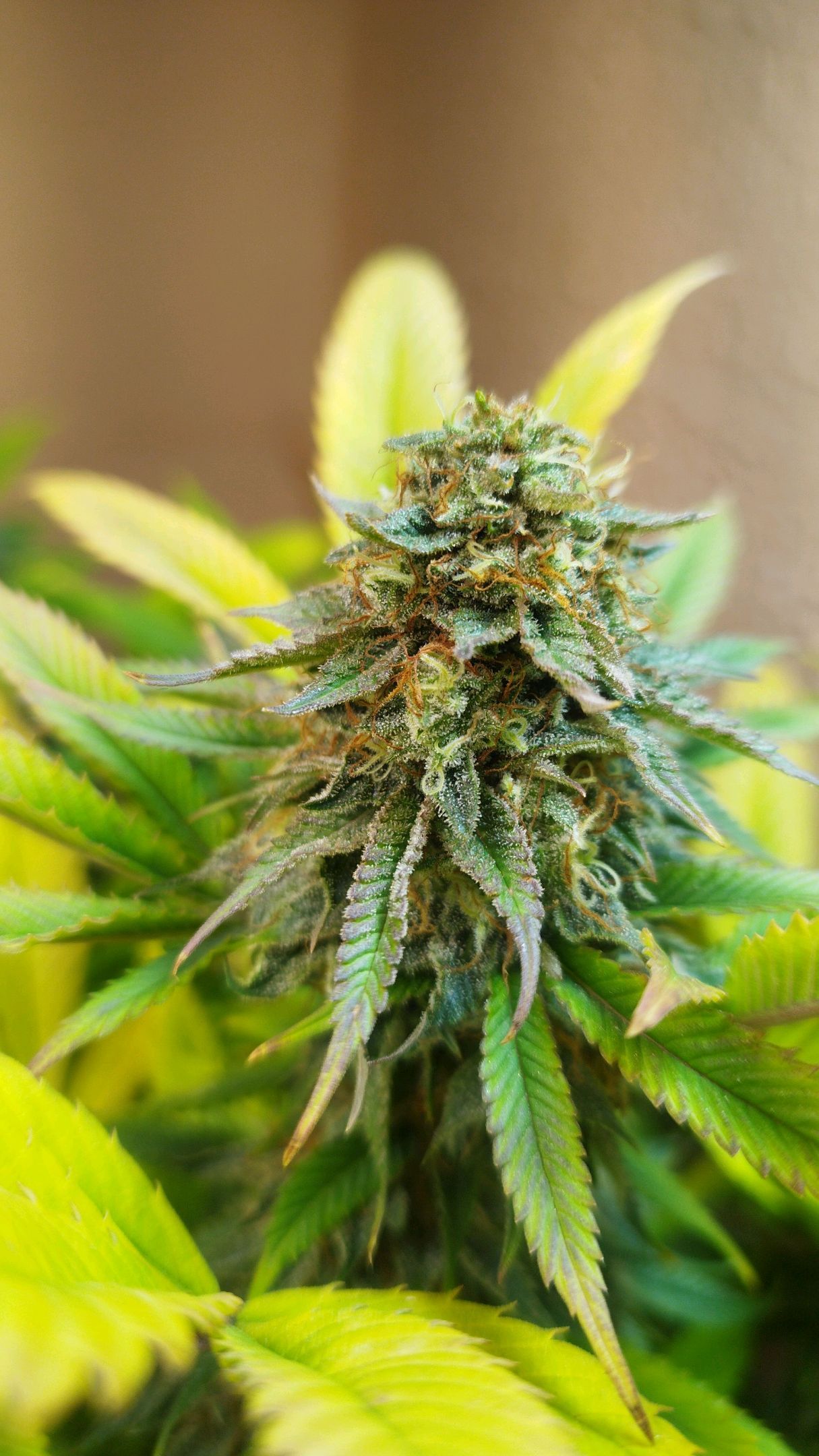 Apple pie growlog header