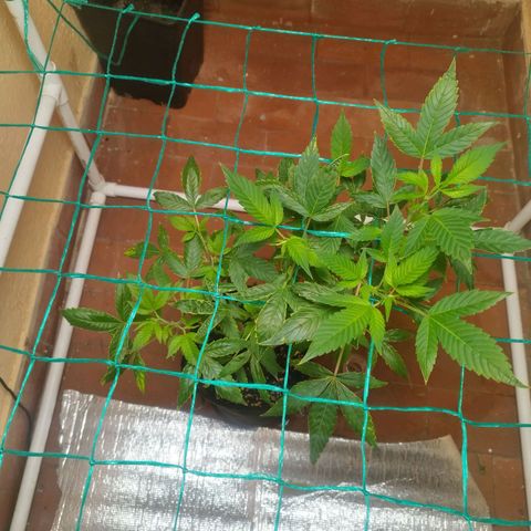 Apple pie  growlog timeline photo