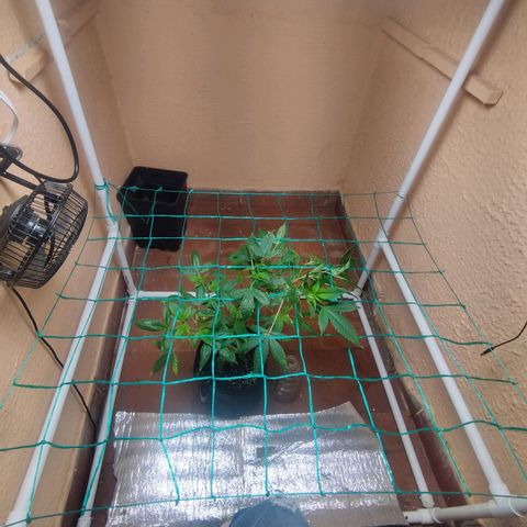 Apple pie  growlog photo