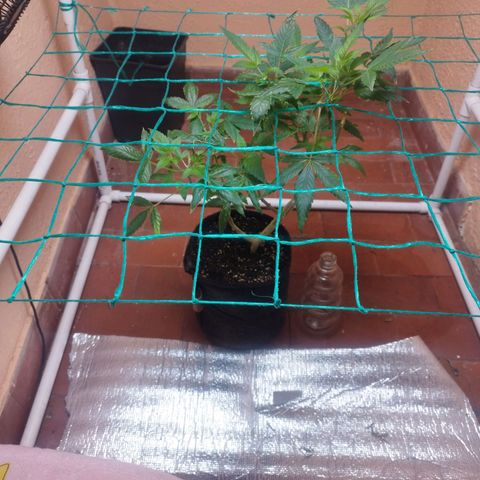 Apple pie  growlog photo