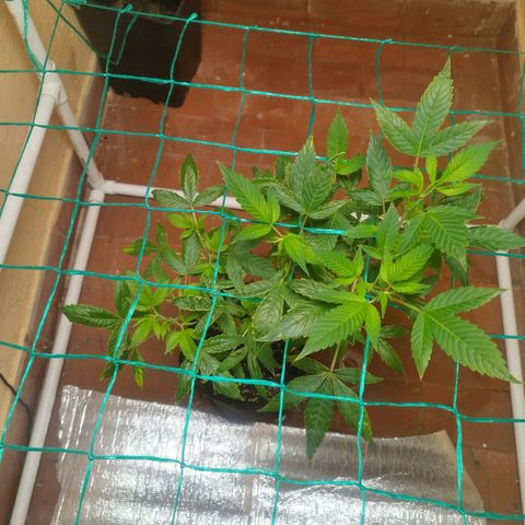 Apple pie  growlog photo