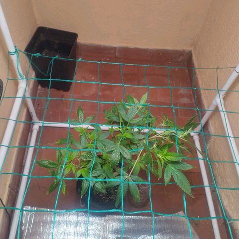 Apple pie  growlog timeline photo