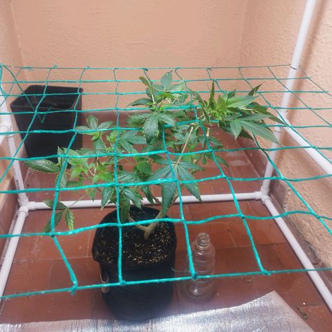Apple pie  growlog timeline photo