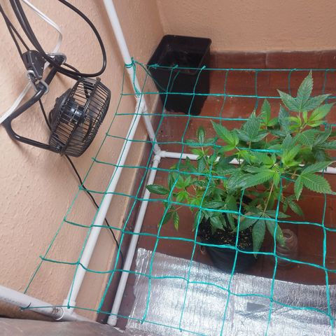 Apple pie  growlog timeline photo