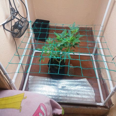 Apple pie  growlog timeline photo