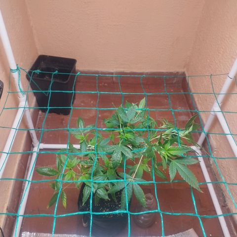 Apple pie  growlog timeline photo