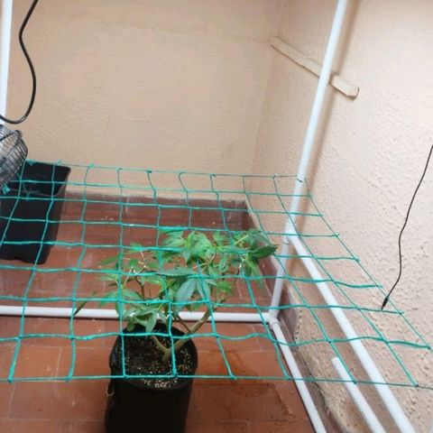Apple pie  growlog photo