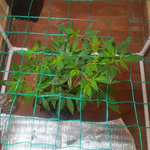 Apple pie  growlog timeline photo