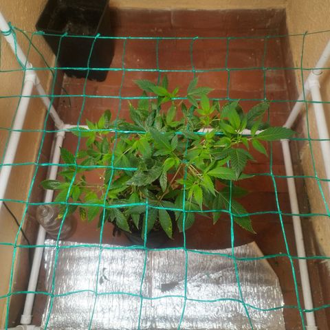 Apple pie  growlog timeline photo