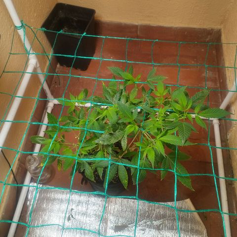 Apple pie  growlog timeline photo