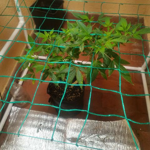 Apple pie  growlog timeline photo