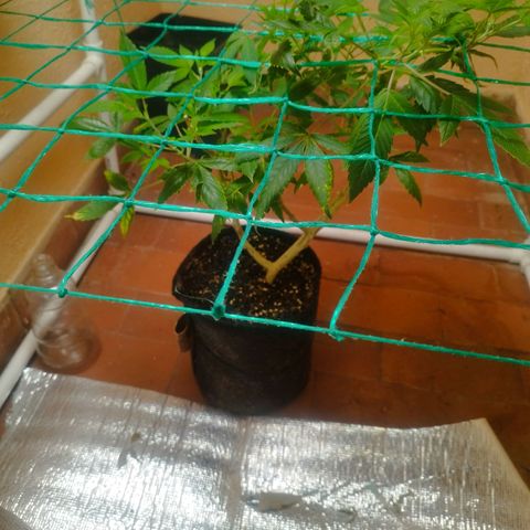 Apple pie  growlog timeline photo