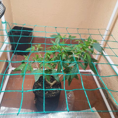 Apple pie  growlog timeline photo