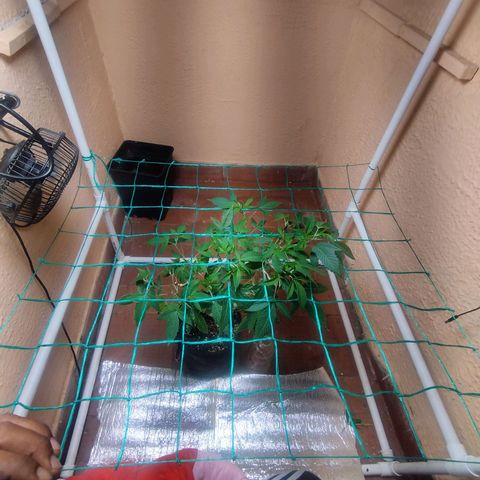 Apple pie  growlog timeline photo