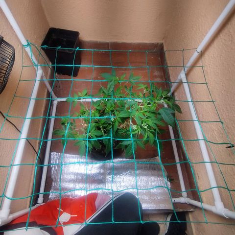 Apple pie  growlog timeline photo