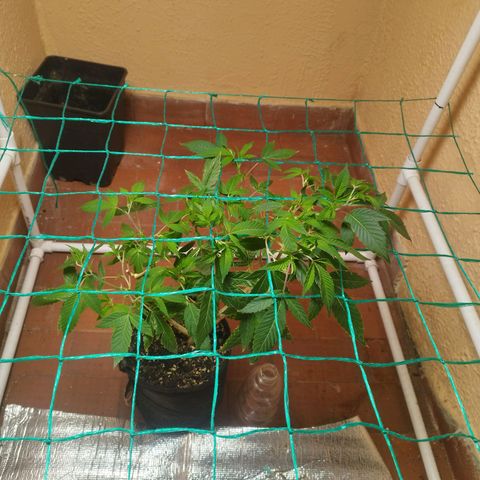 Apple pie  growlog timeline photo