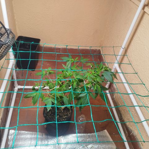 Apple pie  growlog timeline photo