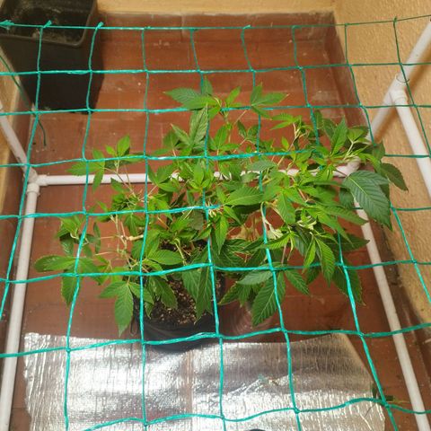 Apple pie  growlog timeline photo
