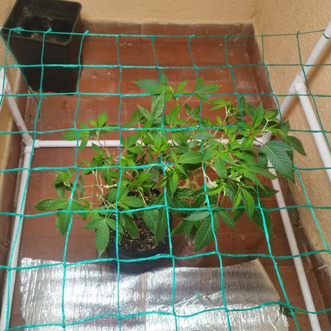 Apple pie  growlog timeline photo