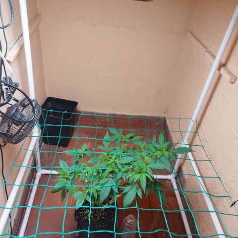 Apple pie  growlog timeline photo