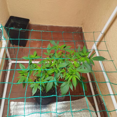 Apple pie  growlog timeline photo