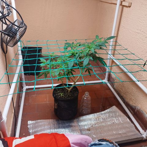 Apple pie  growlog timeline photo