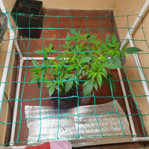 Apple pie  growlog timeline photo