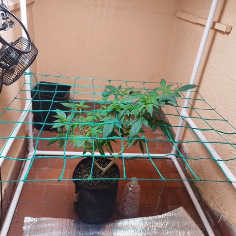 Apple pie  growlog timeline photo