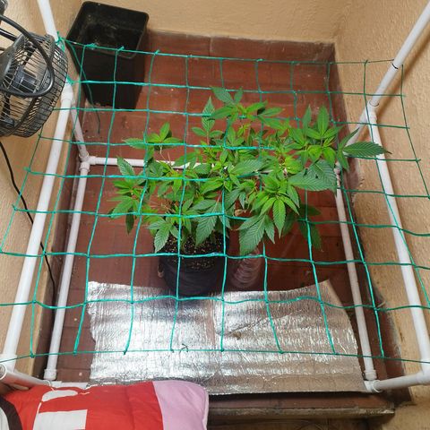 Apple pie  growlog timeline photo