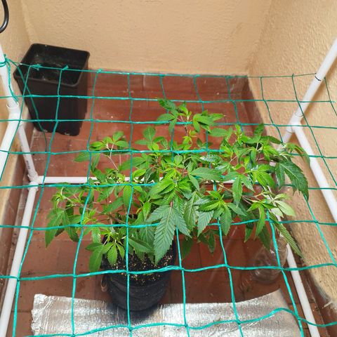 Apple pie  growlog timeline photo
