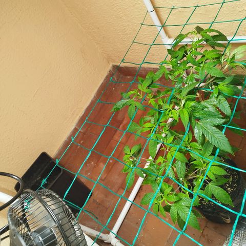 Apple pie  growlog timeline photo