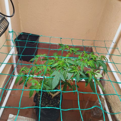 Apple pie  growlog timeline photo