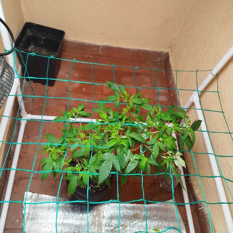 Apple pie  growlog timeline photo