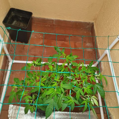 Apple pie  growlog timeline photo