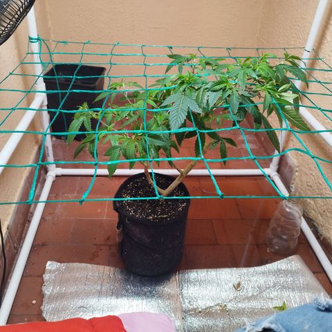 Apple pie  growlog timeline photo