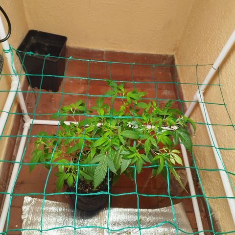 Apple pie  growlog timeline photo