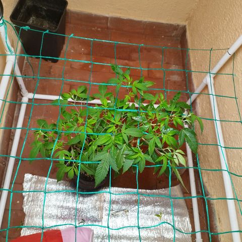 Apple pie  growlog timeline photo