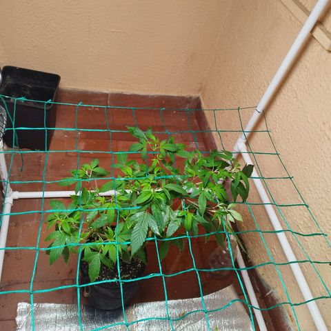 Apple pie  growlog timeline photo