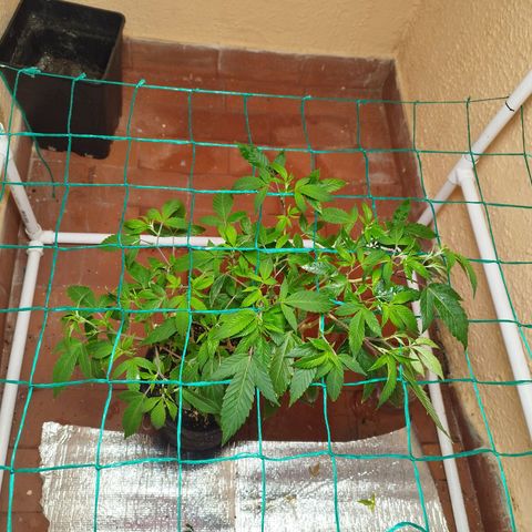 Apple pie  growlog timeline photo