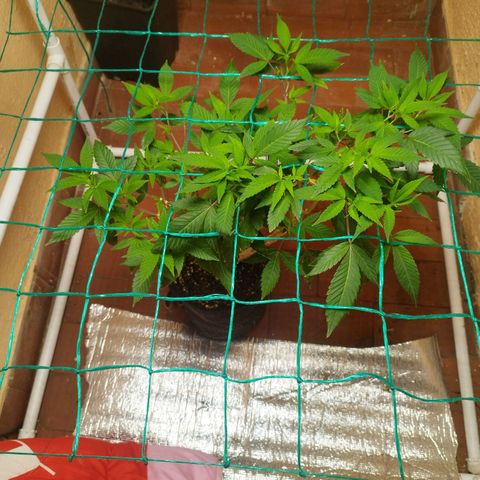 Apple pie  growlog timeline photo