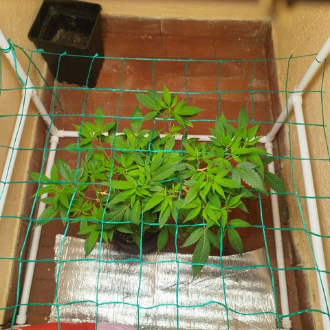Apple pie  growlog timeline photo