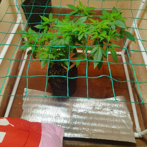 Apple pie  growlog timeline photo