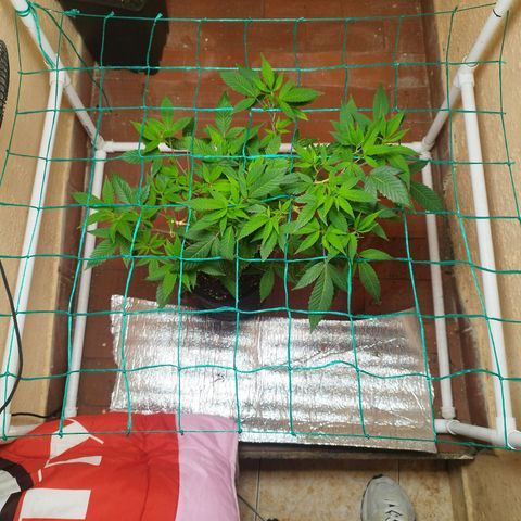 Apple pie  growlog timeline photo